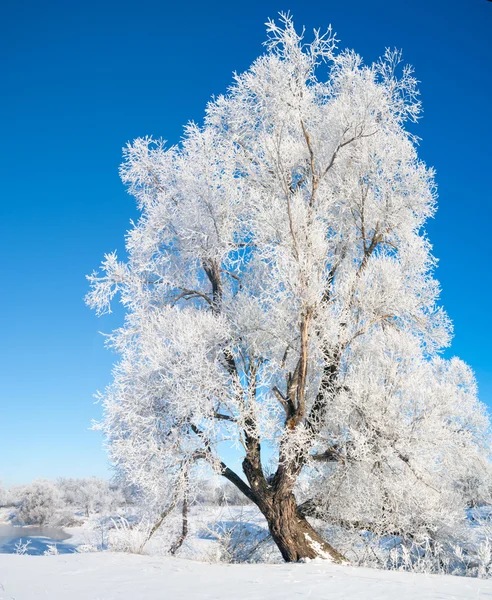 Zima Zima Příliv Zimou Spánku Ten Nejchladnější Období Roku — Stock fotografie