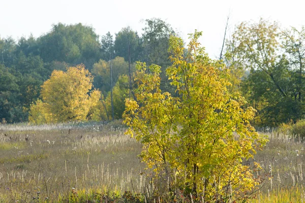 autumn, fall, leaf fall, fall of the leaf. the third season of the year, when crops and fruits are gathered and leaves fall