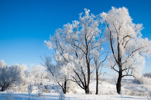 Vinter Vinter Tide Vintern Övervintra Han Kallaste Årstid — Stockfoto