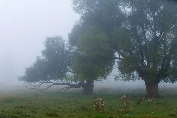 Φθινόπωρο Ομίχλη Νωρίς Πρωί Πυκνή Ομίχλη — Φωτογραφία Αρχείου