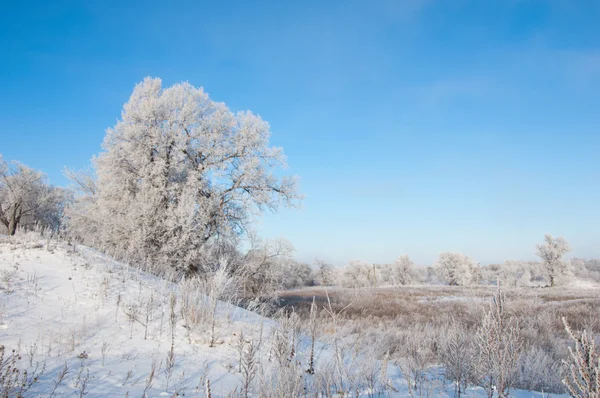 Vinterlandskap Träd Och Buskar Med Rimfrost Vattnet Floden Flyter Dimma — Stockfoto