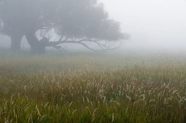 Φθινόπωρο Ομίχλη Νωρίς Πρωί Πυκνή Ομίχλη — Φωτογραφία Αρχείου