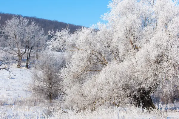 Winter Flut Winterzeit Winterschlaf Die Kälteste Jahreszeit Des Jahres — Stockfoto