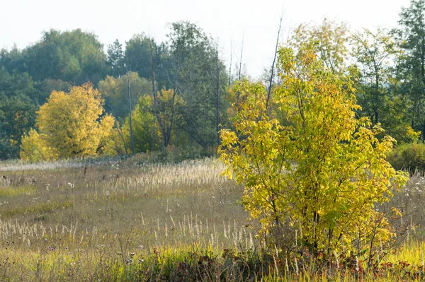 Otoño Otoño Caída Hoja Caída Hoja Tercera Temporada Del Año — Foto de Stock