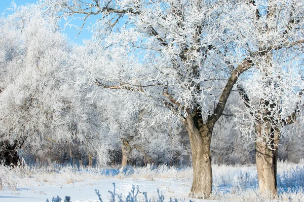 Vinter Vinter Tide Vintern Övervintra Han Kallaste Årstid — Stockfoto