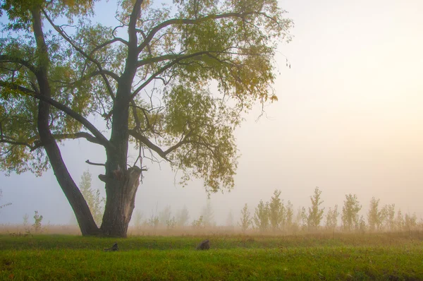 Toamna Toamna Căderea Frunzelor Căderea Frunzei Treilea Sezon Anului Când — Fotografie, imagine de stoc