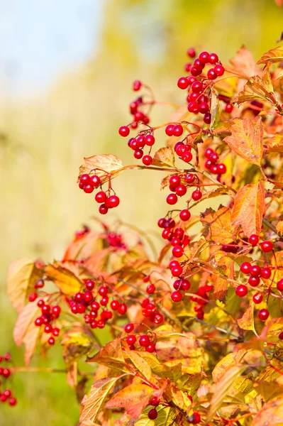 Eine wunderbare Zeit für Herbst, Herbst, Laubfall, Laubfall — Stockfoto