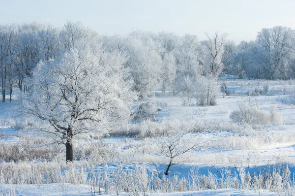 Χειμωνιάτικο Τοπίο Frost Παγετός Στα Δέντρα Ακραίες Συνθήκες Ψύχους Παγετός — Φωτογραφία Αρχείου