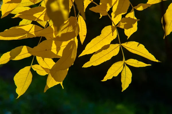 Sonbahar Altın Yaprakları Harika Bir Zaman Gün Sıcak — Stok fotoğraf