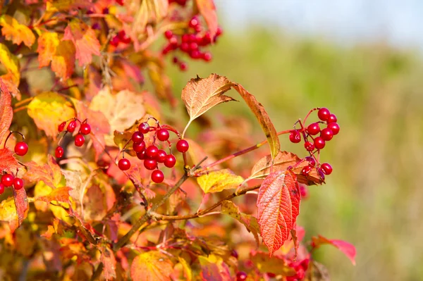 Autumn Fall Leaf Fall Fall Leaf Third Season Year Crops — Stock Photo, Image