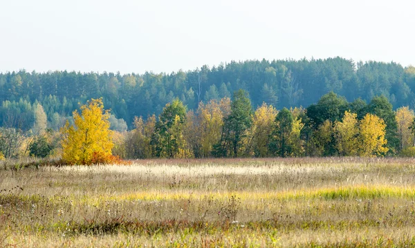 Herfst Herfst Blad Daling Daling Van Het Blad Het Derde — Stockfoto