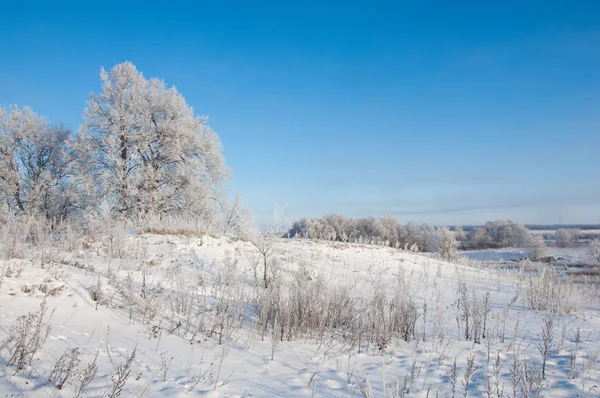 冬季景观 霜霜在树上 极度的寒冷 浅灰色白色结晶沉积的冷冻水汽形成仍然对植被晴天 — 图库照片
