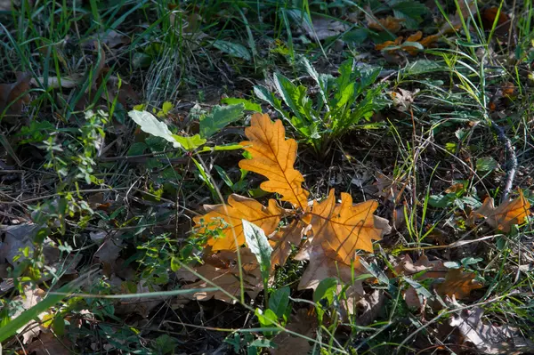가가가 잎의가 농작물 월에서 북반구에 월에서 남반구에 — 스톡 사진