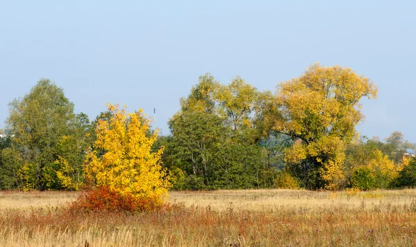 Осень Осень Листопад Падение Листа Третье Время Года Собирают Урожай — стоковое фото