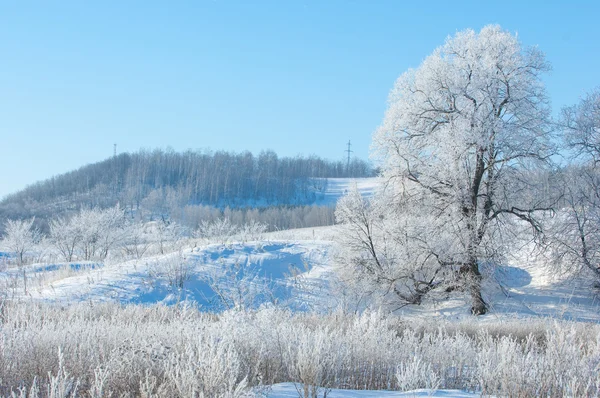 Winter Winter Tij Winter Tijd Hibernate Hij Koudste Seizoen Van — Stockfoto