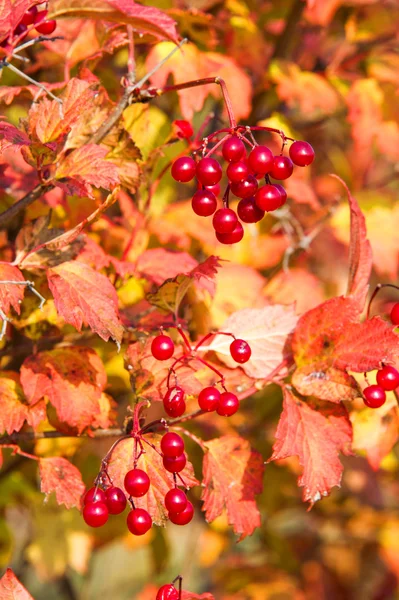 Herbst Herbst Blattfall Blattfall Die Dritte Jahreszeit Der Ernten Und — Stockfoto