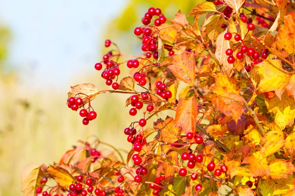 Herbst Herbst Blattfall Blattfall Die Dritte Jahreszeit Der Ernten Und — Stockfoto