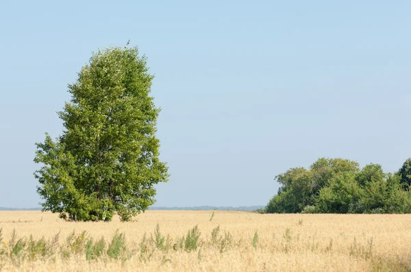 Árvore Campo Cereais Tartaristão Rússia — Fotografia de Stock