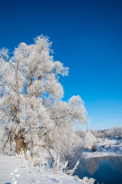 Tél Téli Dagály Télen Hibernálás Leghidegebb Évszakban — Stock Fotó