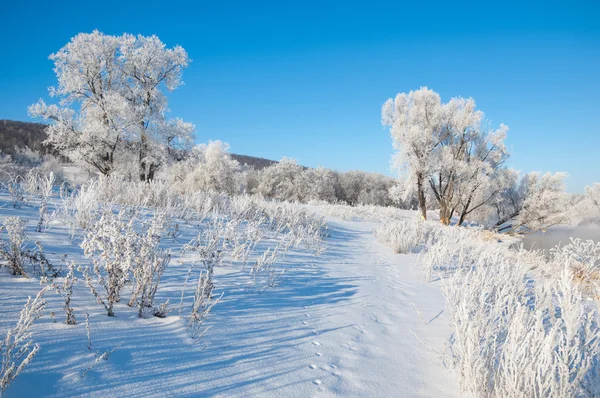 Kış Kış Gelgit Kış Zamanı Hibernate Yılın Soğuk Sezon — Stok fotoğraf