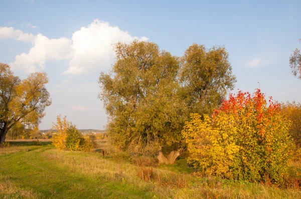 Autumn Fall Leaf Fall Fall Leaf Third Season Year Crops — Stock Photo, Image