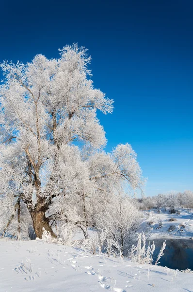 Winter Flut Winterzeit Winterschlaf Die Kälteste Jahreszeit Des Jahres — Stockfoto