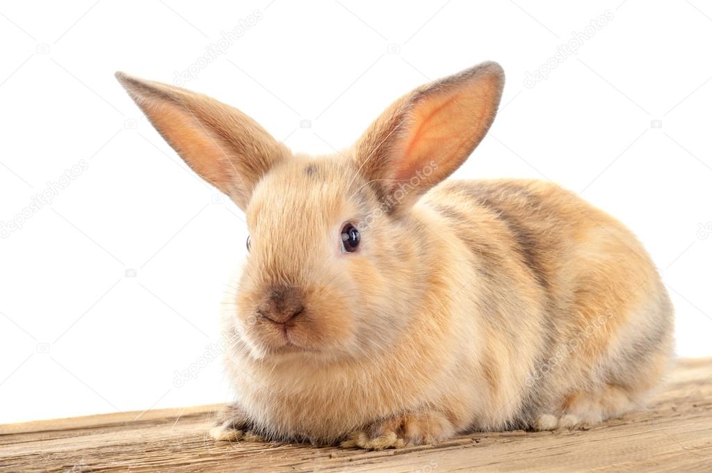 Pictures coney animal Rabbit, bunny, hare, cony, coney, lapin — Stock Photo © ekina1 128424316