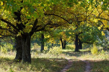 Sonbahar, Güz, yaprak sonbahar, sonbahar yaprak. üçüncü sezon yıl, ne zaman bitkileri ve meyve toplandık ve yaprakları düşer, Eylül-Kasım Kuzey yarımkürede ve Mayıs Mart Güney yarımkürede.
