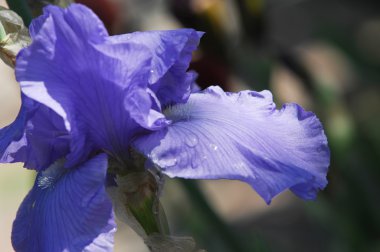 Glayöl, kılıç lily, gladiole, sevindim. Iris ailesinin kılıç şeklinde olan bir eski dünya bitki yaprakları ve parlak renkli çiçek, bahçelerde ve kesme çiçek olarak popüler tırmanıştır.