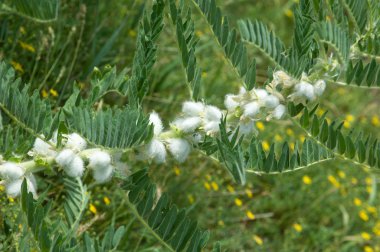 Astragalus. milkvetch. keçi-thorn. sarmaşık gibi. astragalus sieversianus. Kazakistan. Tien Shan. Trans-Ili Alatau