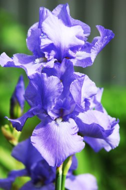 Glayöl, kılıç lily, gladiole, sevindim. Iris ailesinin kılıç şeklinde olan bir eski dünya bitki yaprakları ve parlak renkli çiçek, bahçelerde ve kesme çiçek olarak popüler tırmanıştır.