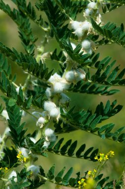 Astragalus. milkvetch. keçi-thorn. sarmaşık gibi. astragalus sieversianus. Kazakistan. Tien Shan. Trans-Ili Alatau