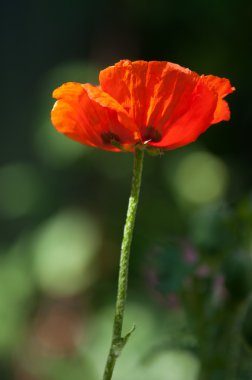 Poppy. gösterişli çiçekler, sütlü sap ve yuvarlak tohum kapsülleri ile otsu bir bitki. morfin ve kodein gibi ilaçlar