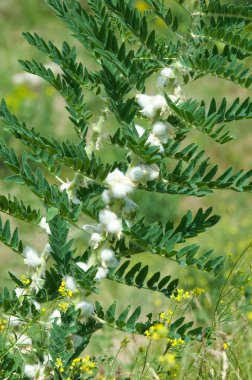 Astragalus. milkvetch. keçi-thorn. sarmaşık gibi. astragalus sieversianus. Kazakistan. Tien Shan. Trans-Ili Alatau