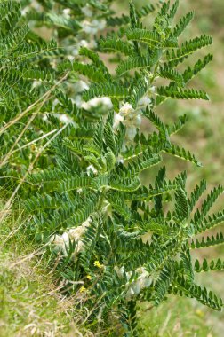 Astragalus. milkvetch. keçi-thorn. sarmaşık gibi. astragalus sieversianus. Kazakistan. Tien Shan. Trans-Ili Alatau