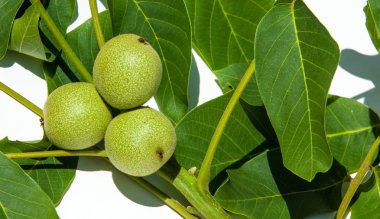 Ceviz süt kemâl (değil olgun, yeşil)