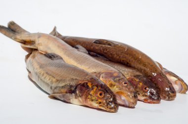 Diptychus maculatus. Bir dağ dere yakalanan balık