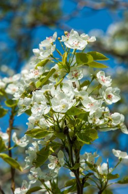 Bahar. elma çiçeği ağaçlarda. çiçekler Apple. beyaz çiçek çiçek açması ağacının kapatın. Beyaz çiçekli elma kiraz ağacının güzel bahar çiçeği. 