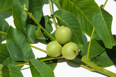 Ceviz süt kemâl (değil olgun, yeşil)