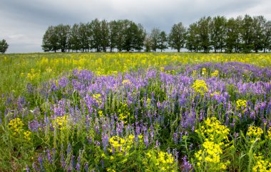 çayır üzerinde mor çiçek Burçak (vicia cracca). Püsküllü Burçak - vicia cracca. Vicia cracca, aynı zamanda inek Fiğ ve kuş Fiğ. 