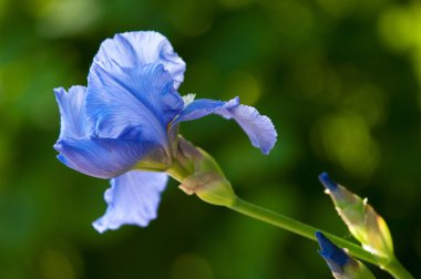 Glayöl, kılıç lily, gladiole, sevindim. Iris ailesinin kılıç şeklinde olan bir eski dünya bitki yaprakları ve parlak renkli çiçek, bahçelerde ve kesme çiçek olarak popüler tırmanıştır.