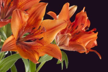 siyah bir arka plan üzerinde izole kırmızı kaplan lily.