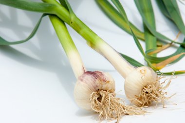 sarımsak. Sarımsak yaprak kök üzerinde olgunlaşmış değil