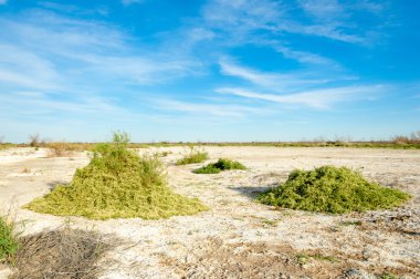 Serum fizyolojik bozkır. Ölü bitkiler. Sıcak yaz. cansız yanıp kavrulmuş dünyamız. Kazakistan çıplak bozkır