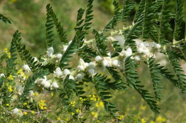 Astragalus. milkvetch. keçi-thorn. sarmaşık gibi. astragalus sieversianus. Kazakistan. Tien Shan. Trans-Ili Alatau