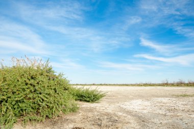 Serum fizyolojik bozkır. Ölü bitkiler. Sıcak yaz. cansız yanıp kavrulmuş dünyamız. Kazakistan çıplak bozkır