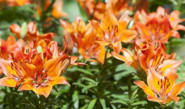 siyah bir arka plan üzerinde izole kırmızı tiger lily. (Lilium lancifolium,.. tigrinum)