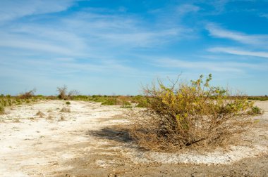 Serum fizyolojik bozkır. Ölü bitkiler. Sıcak yaz. cansız yanıp kavrulmuş dünyamız. Kazakistan çıplak bozkır