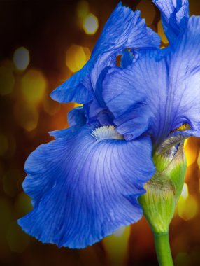 Diptychus maculatus. Bir dağ dere yakalanan balık