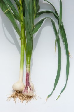 sarımsak. Sarımsak yaprak kök üzerinde olgunlaşmış değil